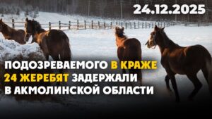 Подозреваемого в краже 24 жеребят задержали в Акмолинской области | 24.12.2025 — Дневные новости