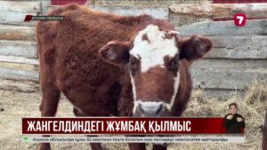 Атыраулық отбасының екі мүшесі ауладағы сарайдан өлі табылды