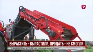 Павлодарские овощеводы опасаются потерять урожай моркови из-за проблем со сбытом