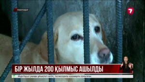 Павлодар облысында қызметтік иттердің көмегімен 200-ден аса қылмыс әшкереленді