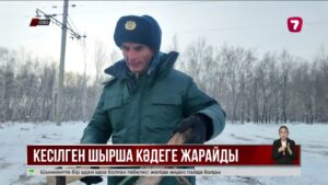 Петропавлда кесілген шыршалар жануарларға азық болады