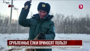 Срубленные ёлки Петропавловска пойдут на корм животным