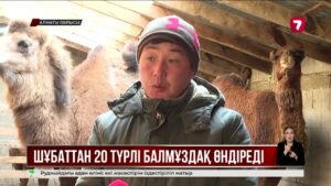 Алматы облысында шұбаттан жасалатын балмұздақ сұранысқа ие