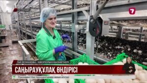 СҚО-да жыл он екі ай саңырауқұлақ өсіріп жатыр