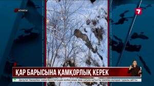 Қар барысын жыртқыш емес, адам үркітті