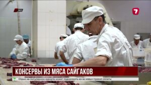 Мясо сайгака начали консервировать