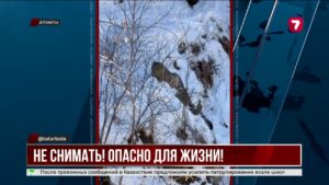 Снежного барса в Алматы охраняли три дня