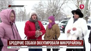 В Усть-Каменогорске стаи бродячих собак пугают жителей микрорайонов