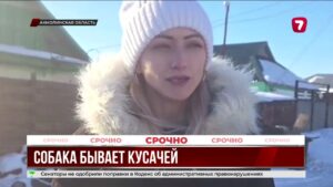 Акмолинская область сталкивается с ростом нападений собак