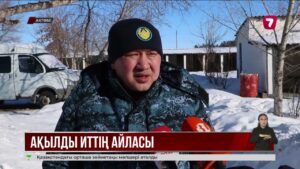 Иісшіл иттер арасындағы Қазақстан чемпионы Ақтөбеде тұрады