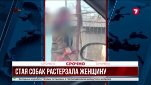 Стая собак напала на женщину в Алматинской области