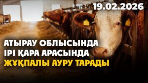 Атырау облысында ірі қара арасында жұқпалы ауру тарады | 19.02.2026