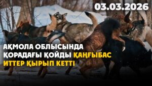 Ақмола облысында қорадағы қойды қаңғыбас иттер қырып кетті | 03.03.2026 — Күндізгі жаңалықтар