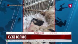 В Акмолинской области бродячие собаки загрызли 17 овец