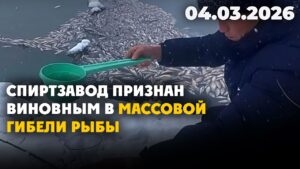 Спиртзавод признан виновным в массовой гибели рыбы | 04.03.2026 — Дневные новости