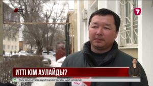 Оралда бұралқы иттерді аулауға арналған конкурс өтпей қалды