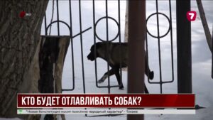 В Уральске некому отлавливать бродячих собак