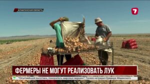 Лук по 20 тенге: аграрии терпят убытки