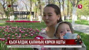 1,6 млн түп қызғалдақ Шымкенттің шырайын келтірді