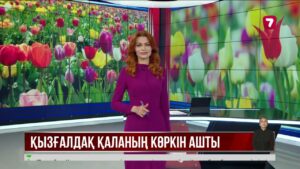 Шымкентте қызғалдақ гүлдеді