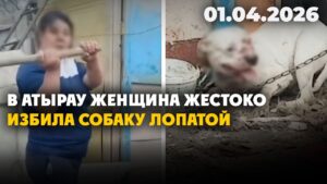 В Атырау женщина жестоко избила собаку лопатой | 01.04.2026