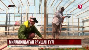 Тараз гүлге оранды