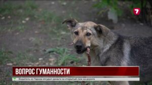 В Казахстане могут ввести усыпление животных после отлова