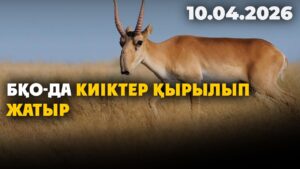 БҚО-да киіктер қырылып жатыр | 10.04.2026 — Күндізгі жаңалықтар