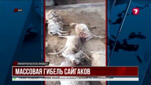 На реке Сарыозен нашли сотни погибших сайгаков