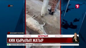 БҚО-да 1600-ден астам ақбөкен қырылған