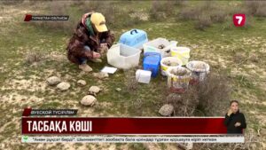 Отырар ауданынан 8 мыңнан астам тасбақа, жүзден аса жылан мен кесіртке қауіпсіз аумаққа көшірілді