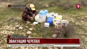В Туркестанской области спасли тысячи среднеазиатских черепах