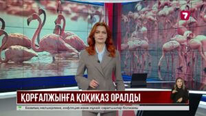 Қорғалжын қорығына мыңдаған қоқиқаз оралды