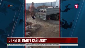 В ЗКО зафиксирована массовая гибель сайгаков