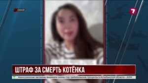 Котенка постирали в стиральной машине: казахстанку оштрафовали