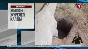 Елордалық өрт сөндірушілер шұңқырға түсіп кеткен құлынды құтқарды