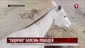 «Сидячая» болезнь лошадей напугала фермеров