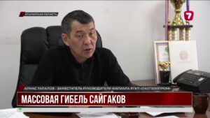 В Атырауской области массово гибнут сайгаки