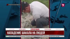 Шакал напал на жителей в Туркестанской области