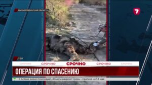 В Кызылординской области спасли упавшего в канал верблюжонка