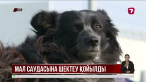 СҚО-да құтырма ауруының ошағы анықталып, ауыл карантинге жабылды