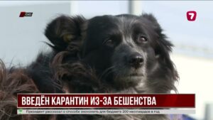 В СКО выявили очаг бешенства