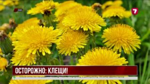 Больше 100 детей пострадали от клещей в СКО