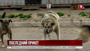 Как живут приюты для животных?