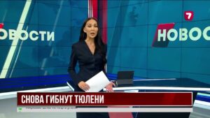 В Актау обнаружили новые случаи гибели каспийских тюленей