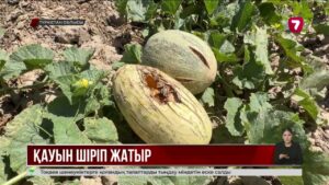 Қауын-қарбыз еккен диқандар тақырға отырудың алдында