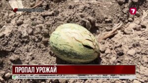 В Туркестанской области сгнил урожай дынь