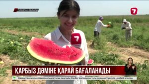 Жетісайда қауын-қарбыз жинау науқаны басталды