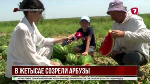 В Казахстане стартовал сезон арбузов