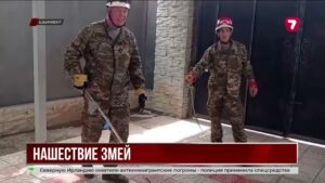 В Шымкенте резко выросло число змей